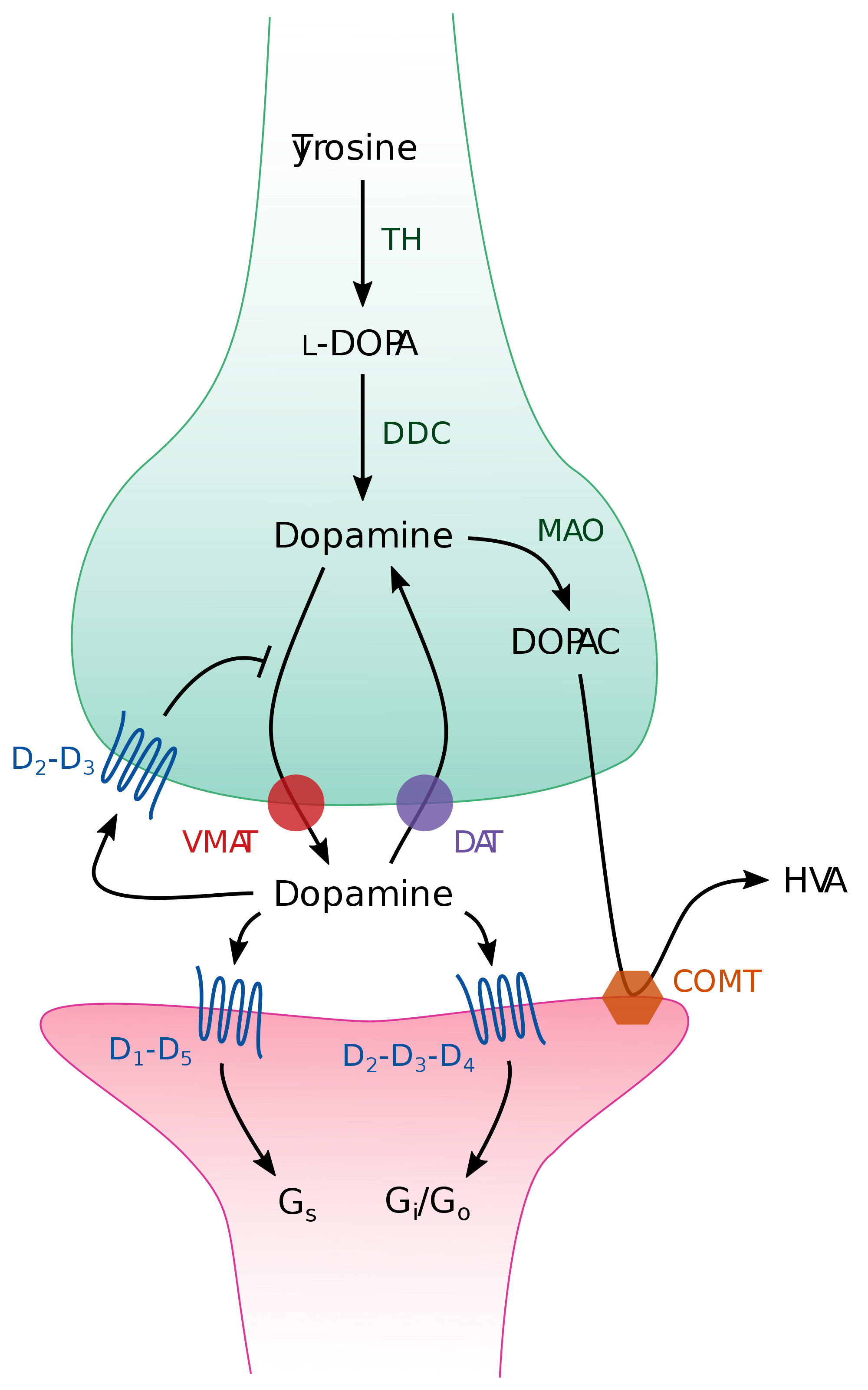 Idoso com parkinson se beneficia de efeitos fisiológicos da dopamina