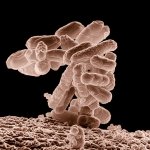 microbiota e envelhecimento