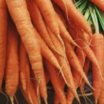 Cenoura rica em carotenóides