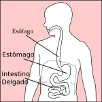 Esôfago do idoso