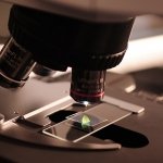 estudo sobre alzheimer precoce.