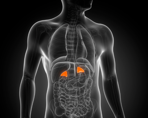 Imagem interna do corpo humano mostrando as glândulas adrenais saudáveis.