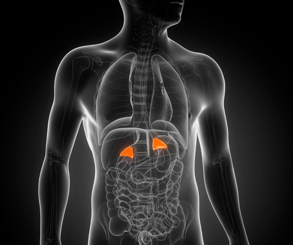 Imagem interna do corpo humano mostrando as glândulas adrenais saudáveis.